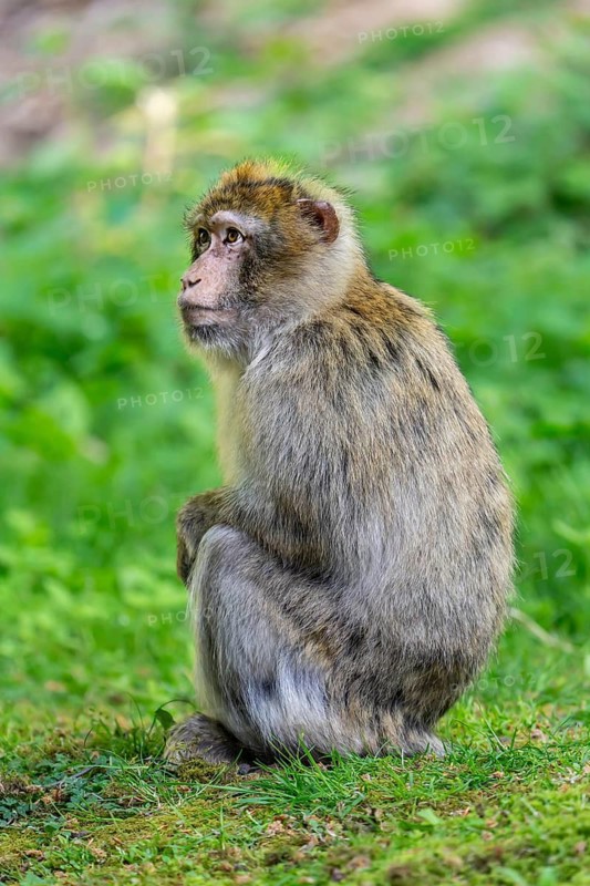 Barbary macaque (Macaca sylvanus), Occurrence in Morocco, captive, Rhineland-Palatinate, Germany
