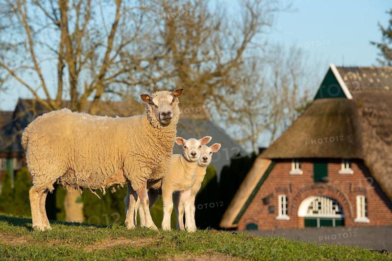 Sheep on the Hunte dyke, Lamm, Elsfleth, Lower Saxony, Germany