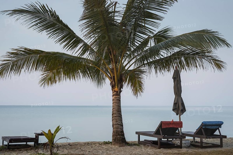 Beach with palm tree and reserved deckchairs in front of sunrise, Koh Chang, Andaman Sea, Southern Thailand, Thailand