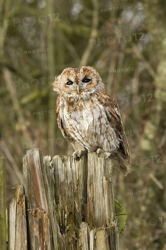 Tawny Owl (Strix aluco), Wales, United Kingdom
