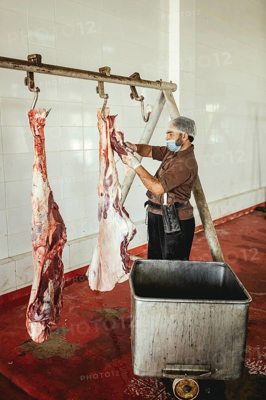Cutting up a slaughtered dromedary (camelus dromedarius), camel slaughter, Salalah slaughterhouse, Dhofar, Oman