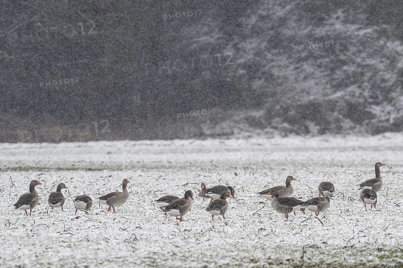 Greylag geese (Anser anser) in the snow, Emsland, Lower Saxony, Germany