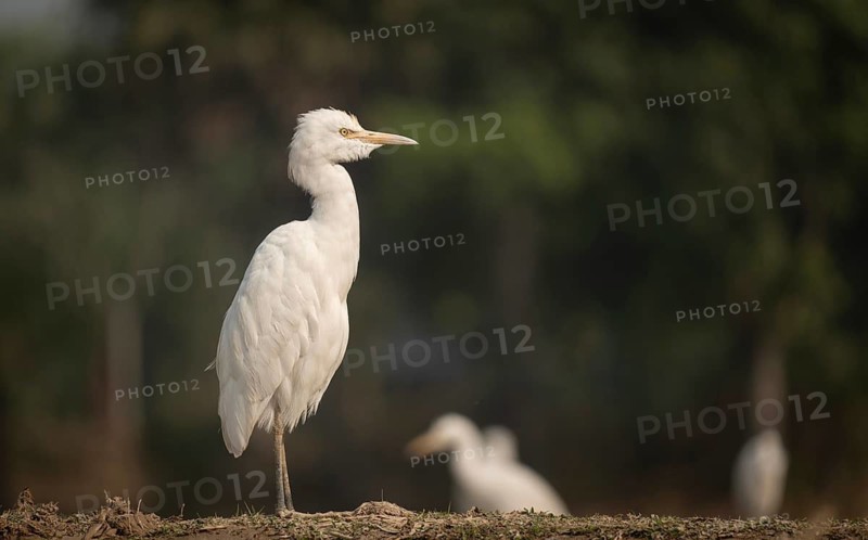 A Elegant Little Egret (Egretta garzetta), Sreepur, Gazipur, Bangladesh