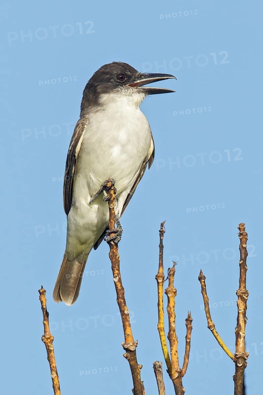 Giant Kingbird (Tyrannus cubensis) perched on a branch in Cuba