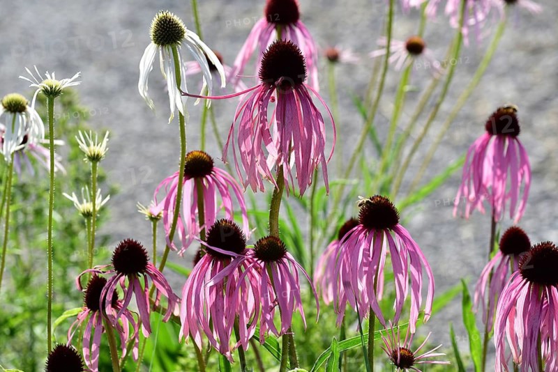 Purple cone flower (Echinacea purpurea), Bavaria, Germany