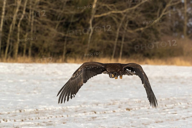 One white-tailed eagle (Haliaeetus albicilla) flying over a snow covered field in bright sunlight with a forest in the background