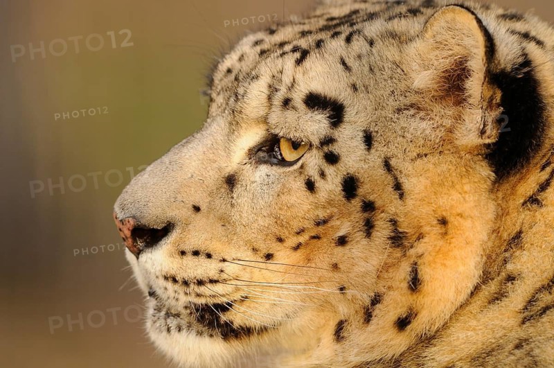 Close-up of a snow leopard in profile with distinctive spots and dense fur, snow leopard (Panthera uncia), captive