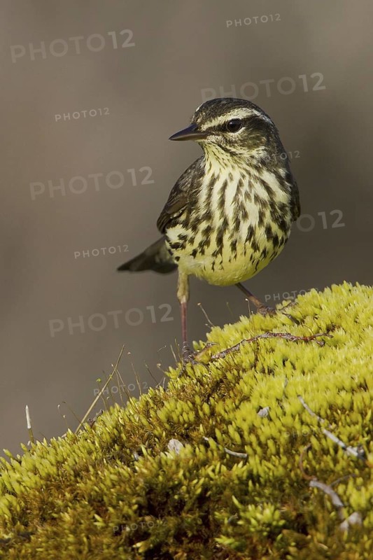 Northern Waterthrush (Parkesia noveboracensis), Manitoba, Canada