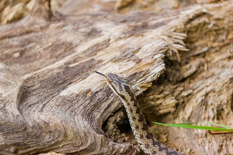 One Vipera berus, the common European adder or common European viper, creeps over a rootstock