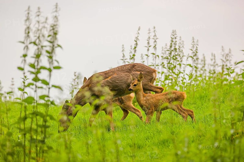 A female roe deer (Capreolus capreolus) with her two fawns, stands in a meadow and grazes