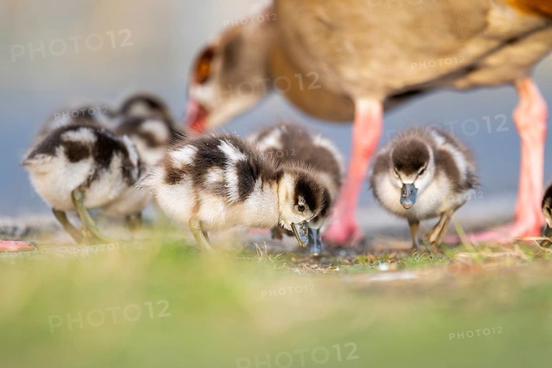 Egyptian goose (Alopochen aegyptiaca) mother with her chicks on a meadow at the shore of a lake, Bavaria, Germany
