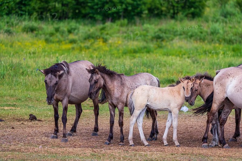 A herd of tarpans (Equus ferus) stands in a clearing in the Masuria tarpan horse reserve, belonging to the scientific station in Popielno, Masuria, North Poland