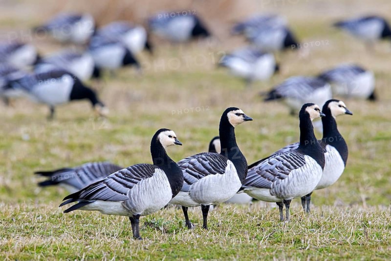 Flock of barnacle geese (Branta leucopsis) foraging in field, grassland in spring