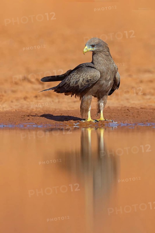 Black Kite, (Milvus aegyptius), Morgan Kunda lodge / road to Kat, Jajari, North Bank, Gambia
