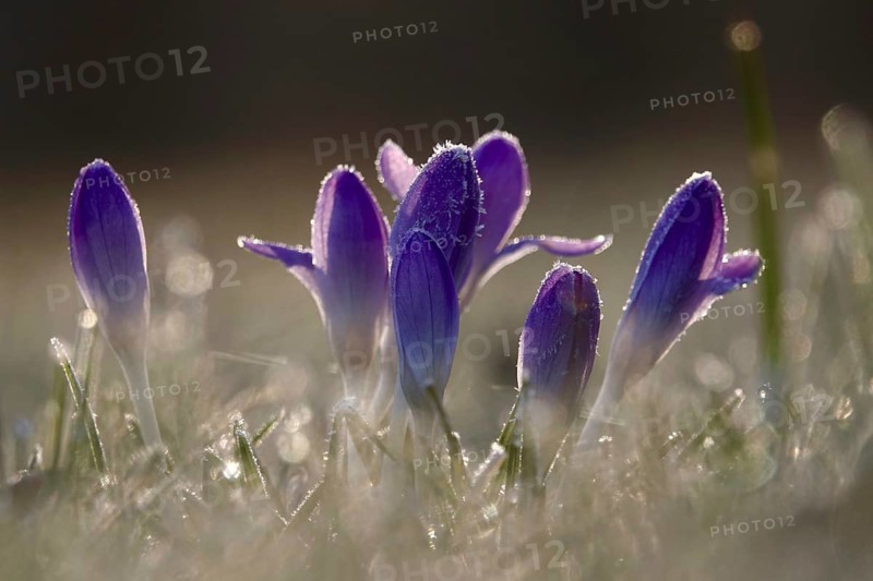 Crocus flower with hoarfrost, winter, Germany