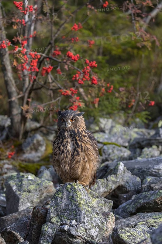 One Eurasian Eagle Owl, Bubo bubo, sitting on grey rocks, a bush with red berries in the background. Early morning light