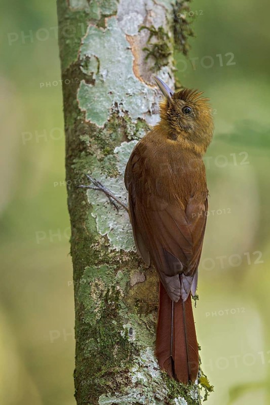 Thrush-like Woodcreeper (Dendrocincla turdina) perched on a branch in the Atlantic rainforest of southeast Brazil