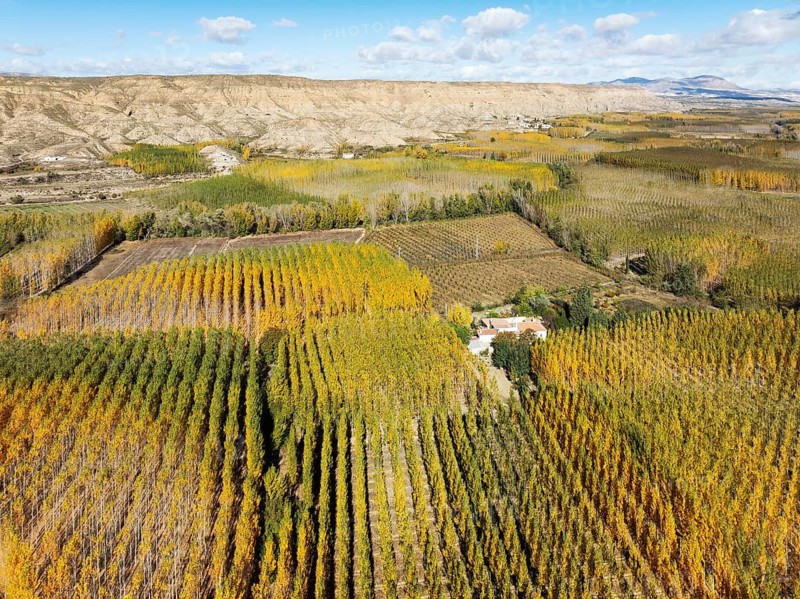 European Aspen (Populus tremula) in autumnal colours. Cultivated for timber. Aerial view. Drone shot. Granada province, Andalusia, Spain