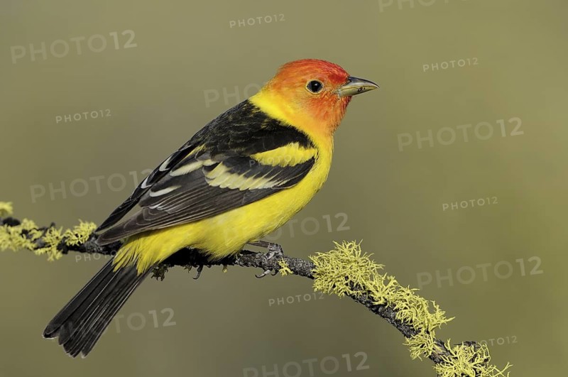 Western Tanager (Piranga ludoviciana) male, British Columbia, Canada