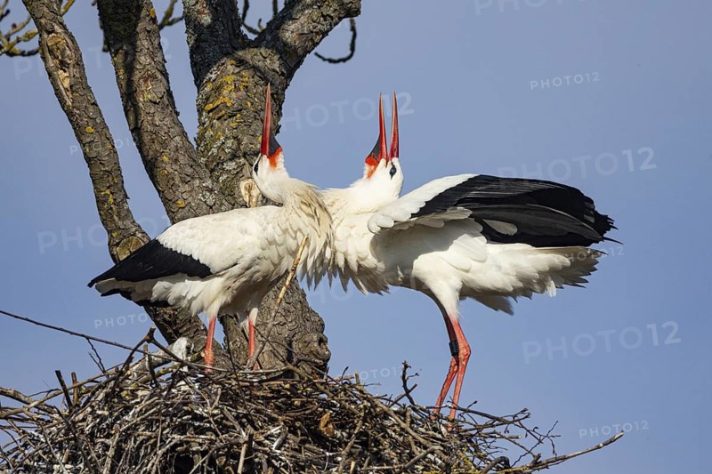 White stork (Ciconia ciconia) Germany