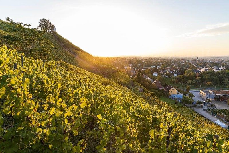 Sunrise in the vineyards around Wackerbarth Castle, Jacobstein can be seen above, in the background the Elbe valley with Radebeul and Dresden, Saxony, Germany