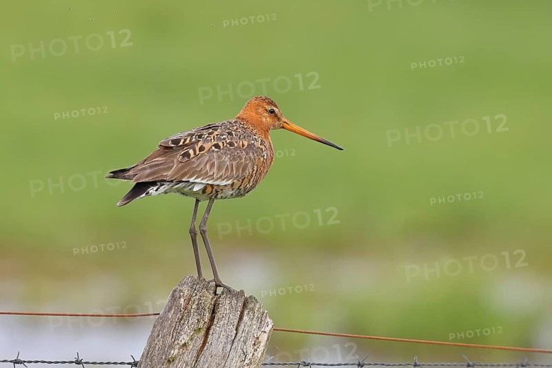 Black-tailed godwit (Limosa limosa) standing on a post of a pasture fence, Ochsenmoor, Dümmer See, Hüde, Lower Saxony, Germany