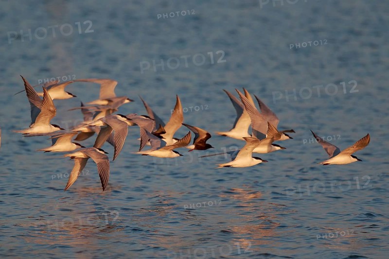 Gull-billed Tern & White-winged Tern (Gelochelidon nilotica & Chlidonias leucopterus) group flying, Greece