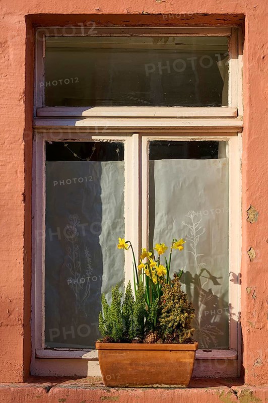 A window with curtains and a flower box on a brick wall illuminated by sunlight, Erbach, Odenwald, South Hesse, Hesse, Germany