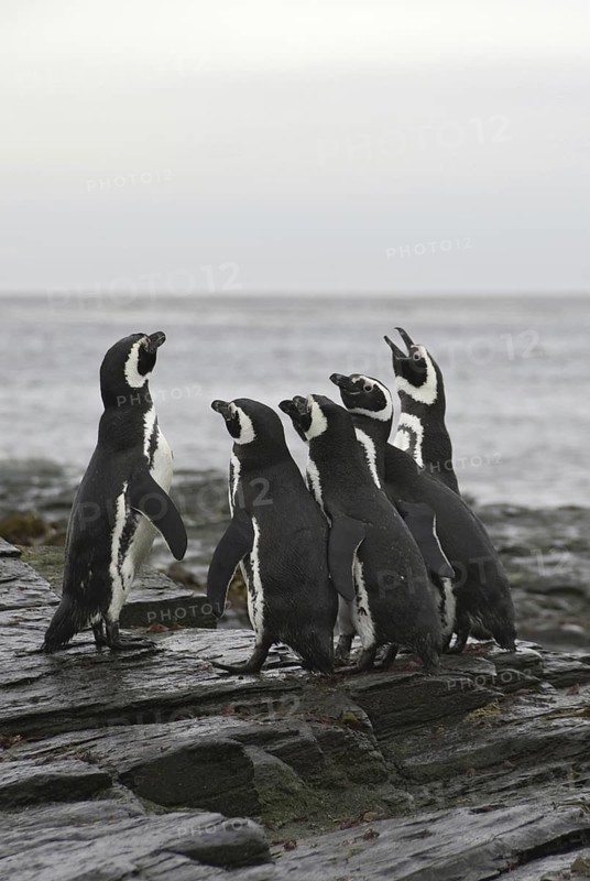 Magellanic Penguin (Spheniscus magellanicus), Falkland Islands
