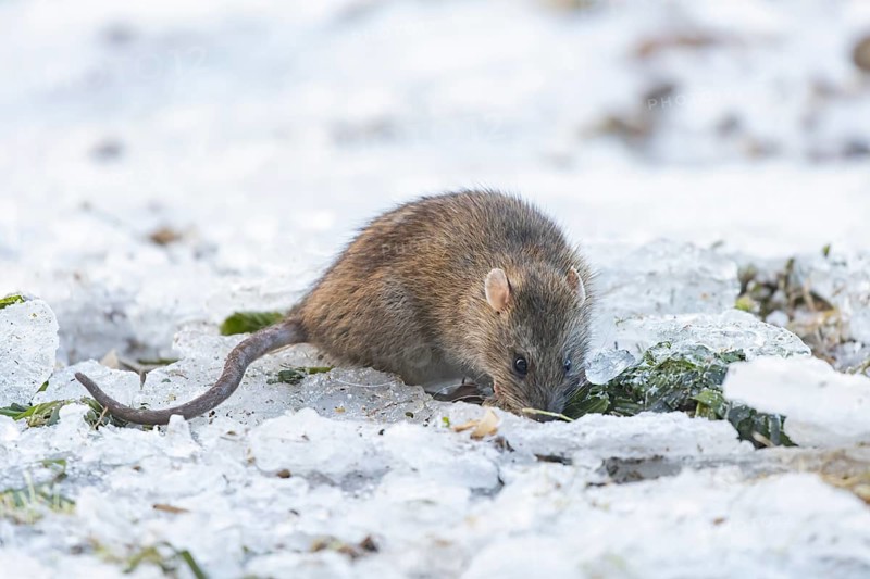 Brown rat (Rattus norvegicus) adult rodent animal searching for food on ice on a frozen lake in winter, England, United Kingdom