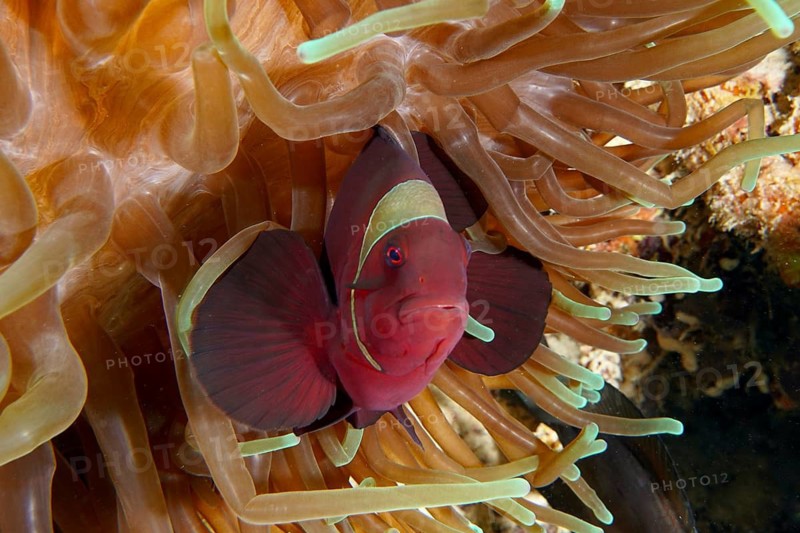 A red velvet anemonefish, spiny anemonefish (Amphiprion biaculeatus) looks directly out of a sea anemone in an underwater world, dive site Coral Garden, Menjangan, Bali, Indonesia