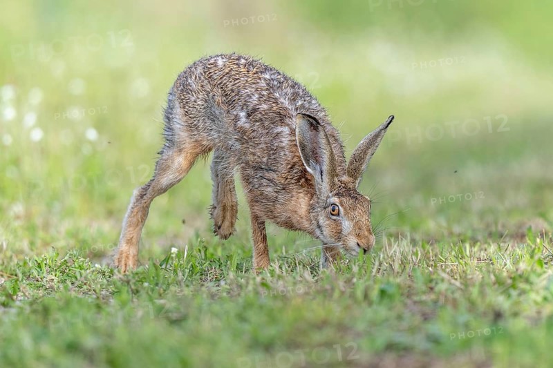 European hare (Lepus europaeus) Brown hare in motion hopping in a meadow. Kaiserstuhl, Freiburg im Breisgau, Baden-Württemberg, Germany, Europe