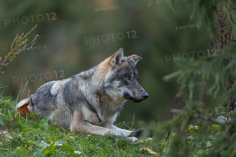 One eurasian gray wolf (Canis lupus lupus) lying on a hill, chewing on a piece of fur. A green forest in the background