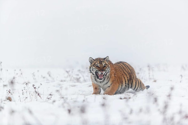One young Siberian Tiger, Panthera tigris altaica, running over snowy meadow with dense fog in the background