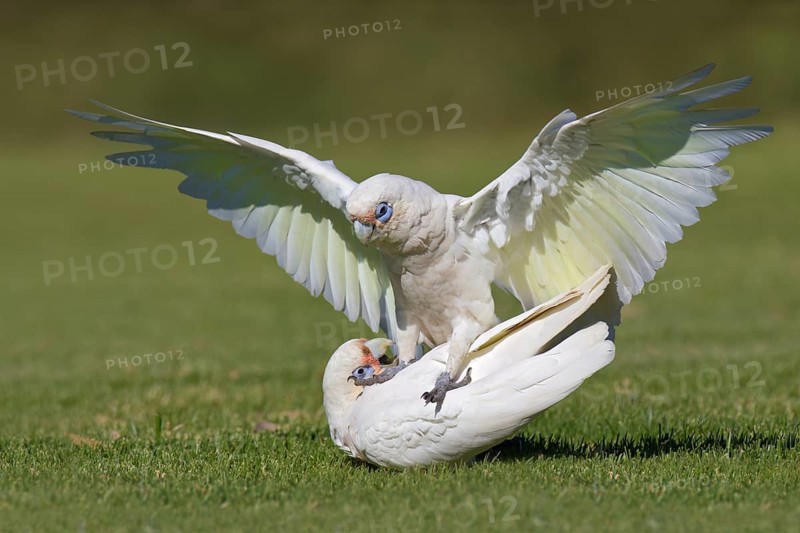 Little Corella (Cacatua sanguinea), Western Australia, Australia