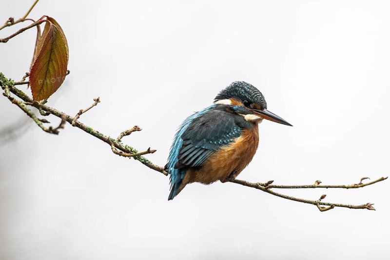 Common kingfisher (Alcedo atthis), Emsland, Lower Saxony, Germany