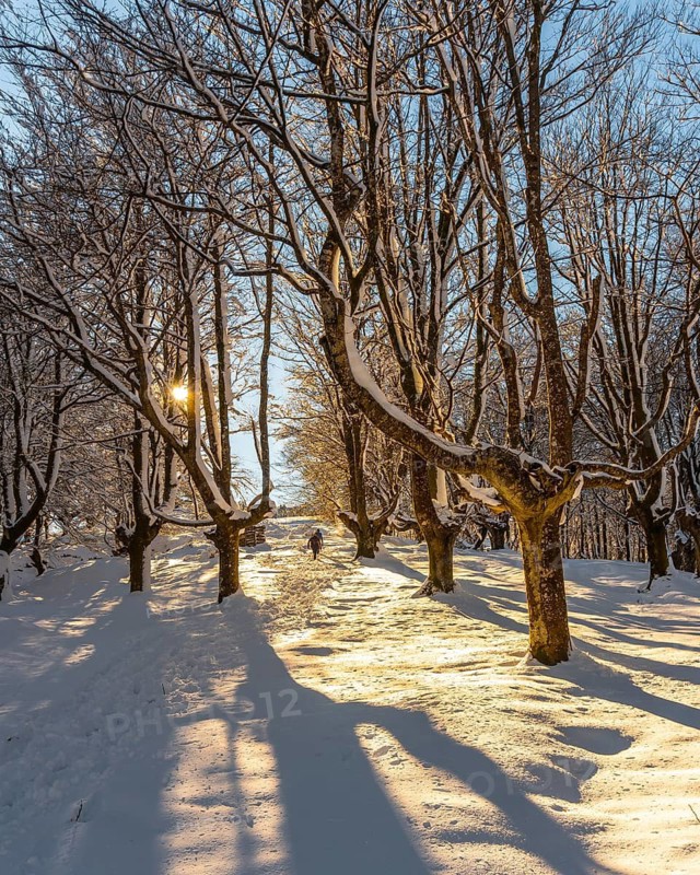Walking towards the Oianleku natural park at sunrise, snowy beech forest in the town of Oiartzun in Peñas de Aya, Gipuzkoa. Basque Country