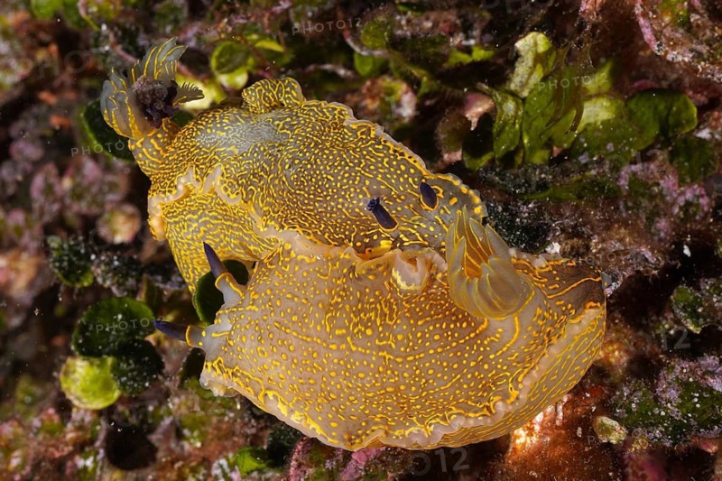 Yellow-violet star snail (Felimare Picta)