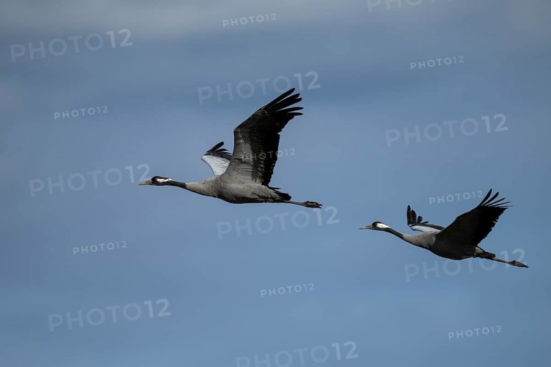 Common crane (Grus grus), Hornborga, Sweden