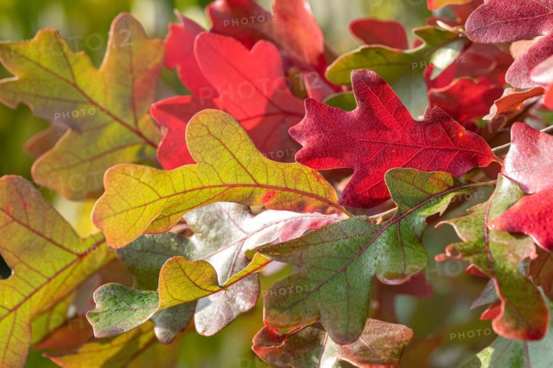 Post oak (Quercus stellata), Cambridge Botanical Garden, Germany