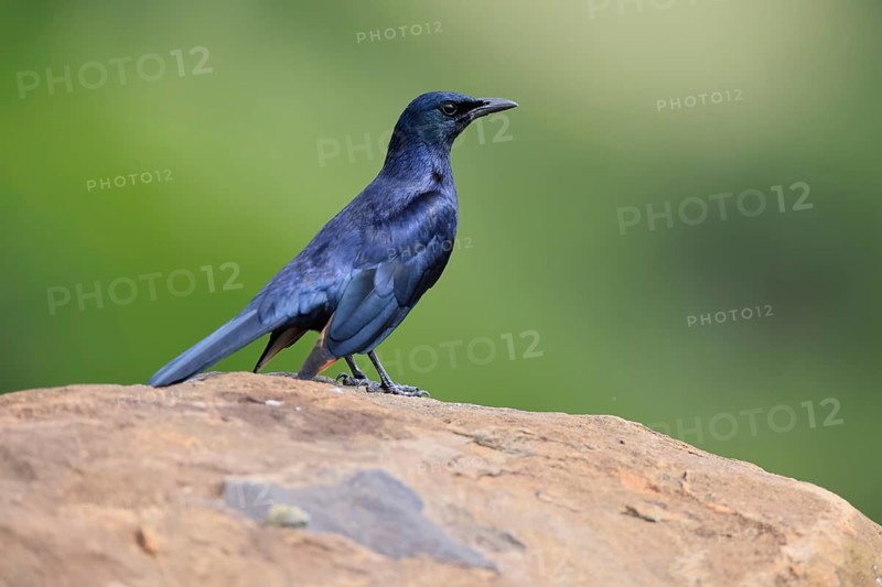 Red-winged Starling (Onychognathus morio), adult, on rocks, male, alert, Mountain Zebra National Park, South Africa
