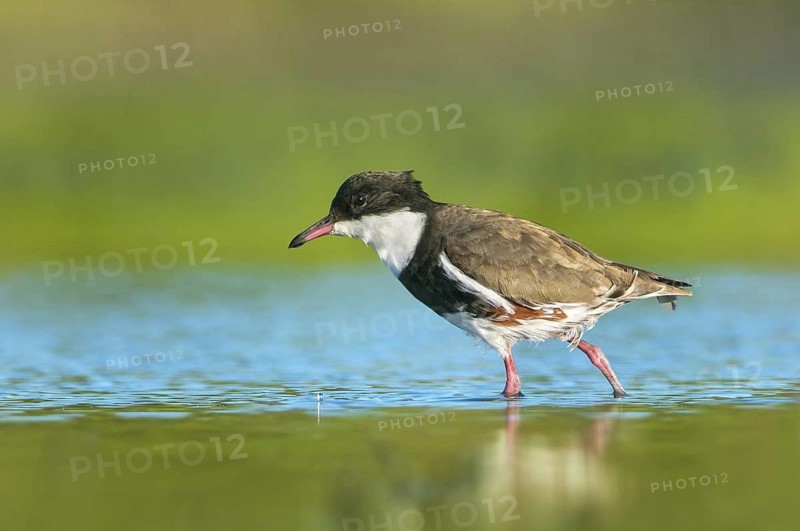Red-kneed Dotterel (Erythrogonys cinctus) foraging, Victoria, Australia