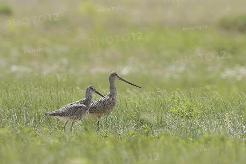 Marbled Godwit (Limosa fedoa), Canada