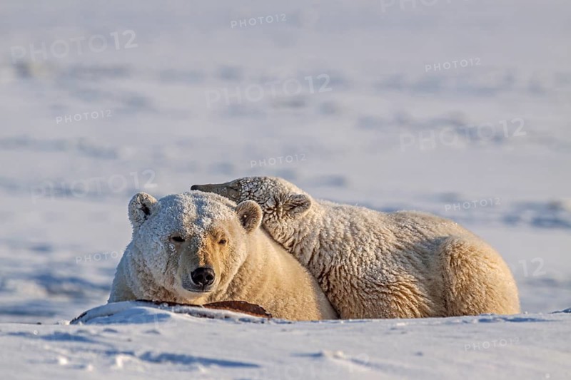 Polar bears (Ursus maritimus), polar bear mother and young sleeping in the snow, Kaktovik, Arctic National Wildlife Refuge, Alaska, USA