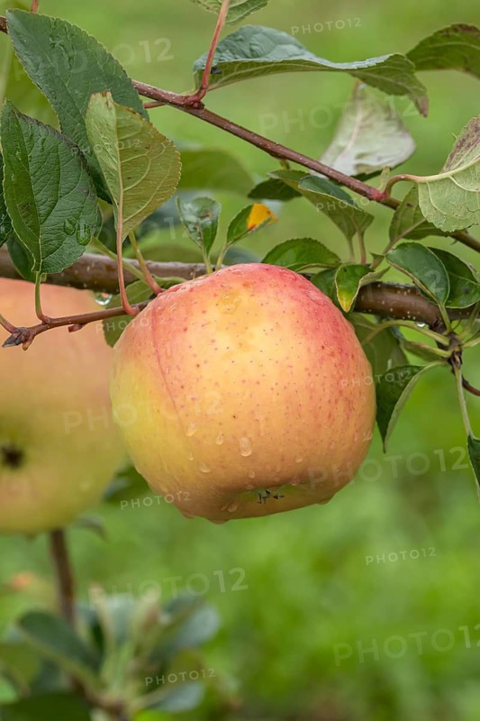 Apple (Malus domestica 'Winterbananenapfel'), Bundessortenamt Prüfstelle Wurz, Germany