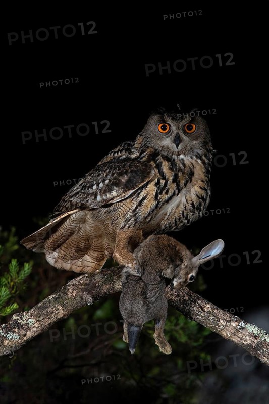 Eurasian Eagle-Owl (Bubo bubo) male with rabbit prey, Extremadura, Portugal