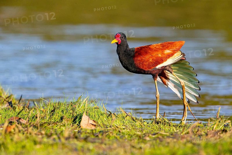 Red-fronted leaflet (Jacana jacana) Pantanal Brazil