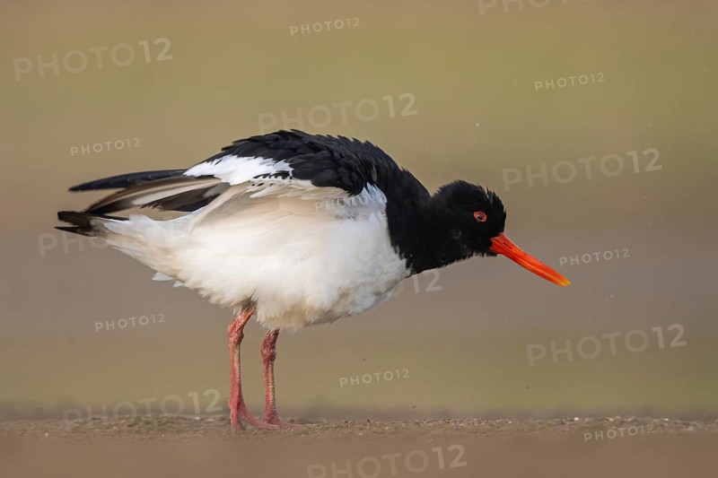 Eurasian Oystercatcher (Haematopus ostralegus) male, North Rhine-Westphalia, Germany