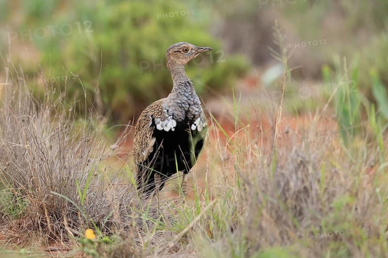 Red-crested Bustard (Lophotis ruficrista), adult, foraging, vigilant, Mokala National Park, South Africa