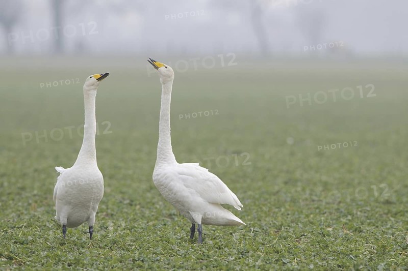Whooper Swan (Cygnus cygnus), North Rhine-Westphalia, Germany